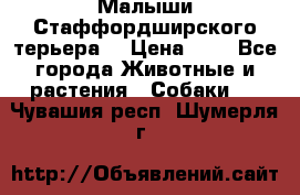 Малыши Стаффордширского терьера  › Цена ­ 1 - Все города Животные и растения » Собаки   . Чувашия респ.,Шумерля г.